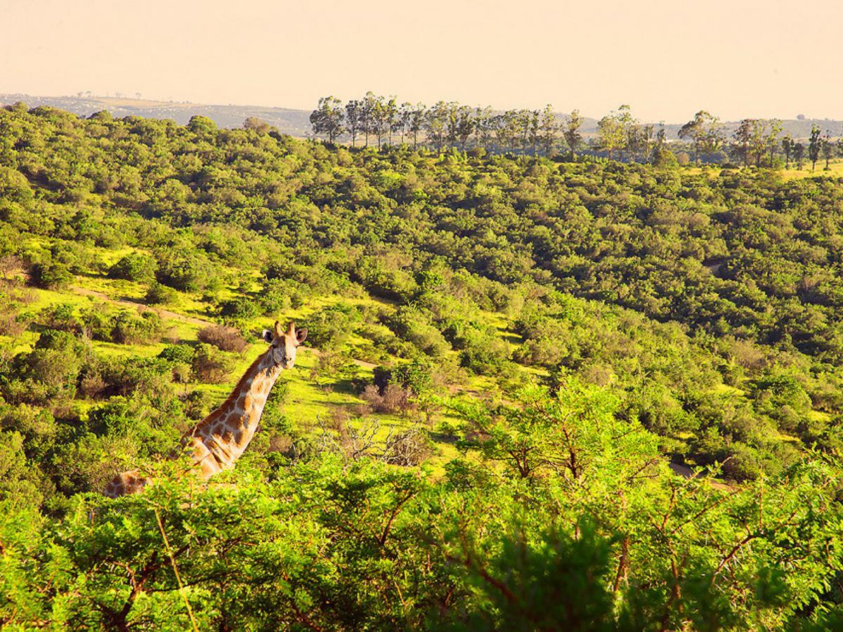 Premier Resort Mpongo Private Game Reserve Macleantown Exterior foto