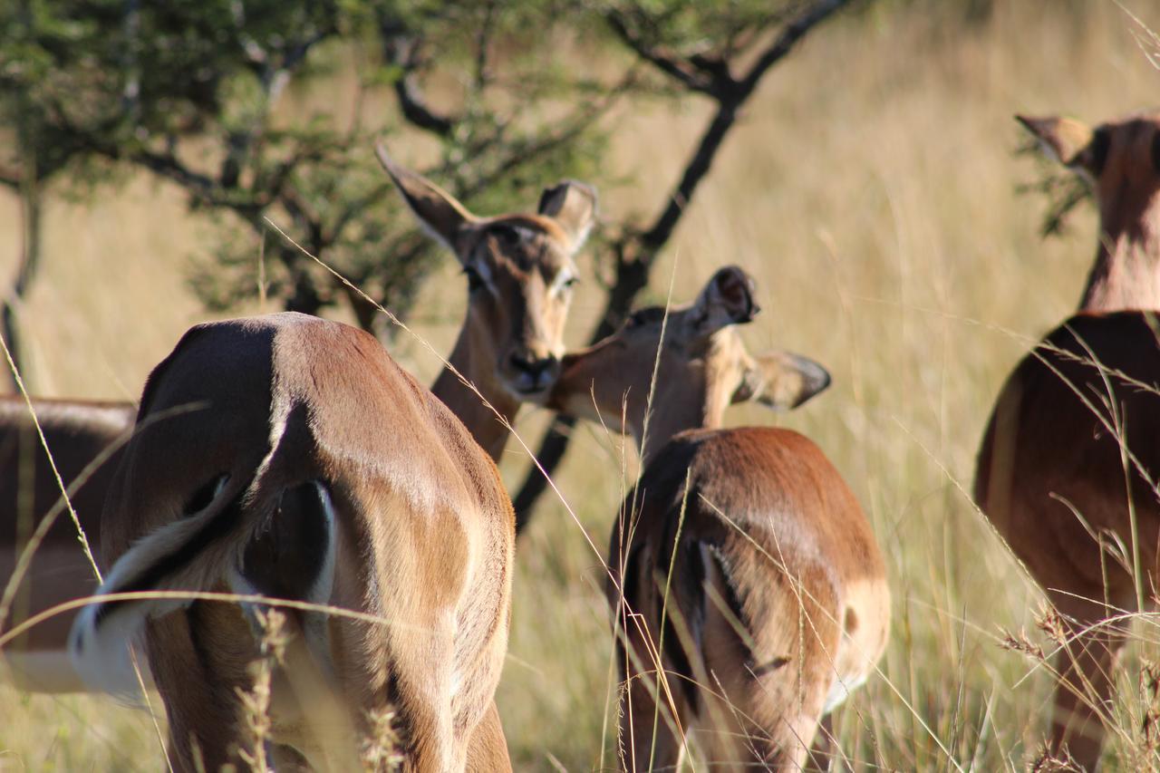 Premier Resort Mpongo Private Game Reserve Macleantown Exterior foto