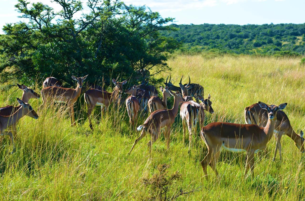 Premier Resort Mpongo Private Game Reserve Macleantown Exterior foto
