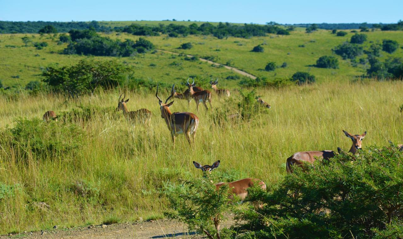 Premier Resort Mpongo Private Game Reserve Macleantown Exterior foto