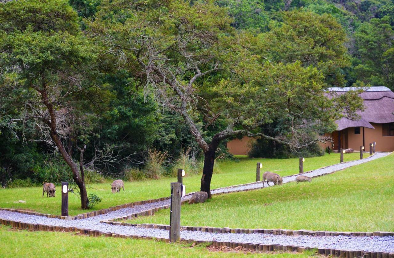 Premier Resort Mpongo Private Game Reserve Macleantown Exterior foto